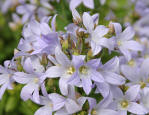 Campanula lactiflora flower spikes